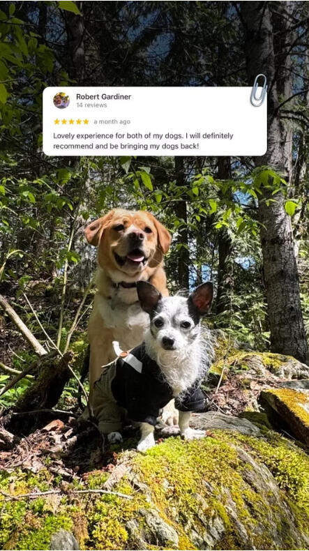 Dogs groomed at Lapa Dog Grooming in Port Coquitlam