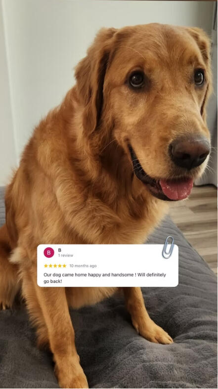 Retriever Full grooming XL dog groomed at Lapa Dog Grooming Port Coquitlam, happy client review