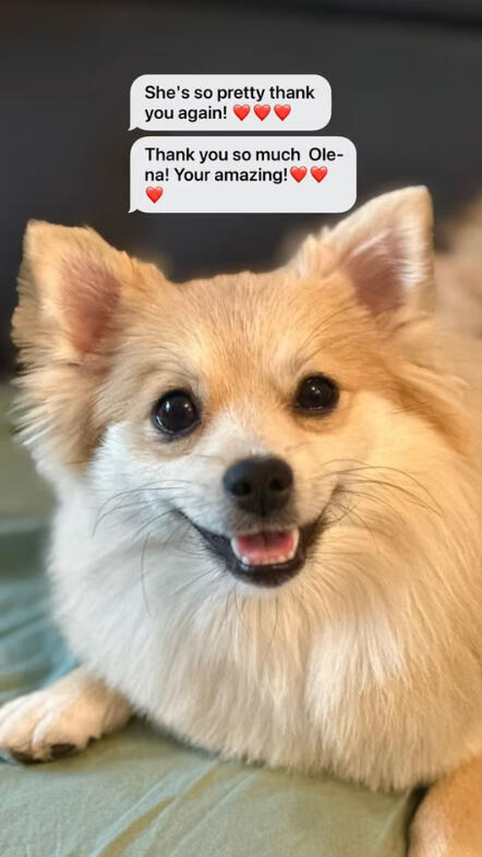 She is so ptretty Dog groomed at Lapa Dog Grooming Port Coquitlam, happy client review