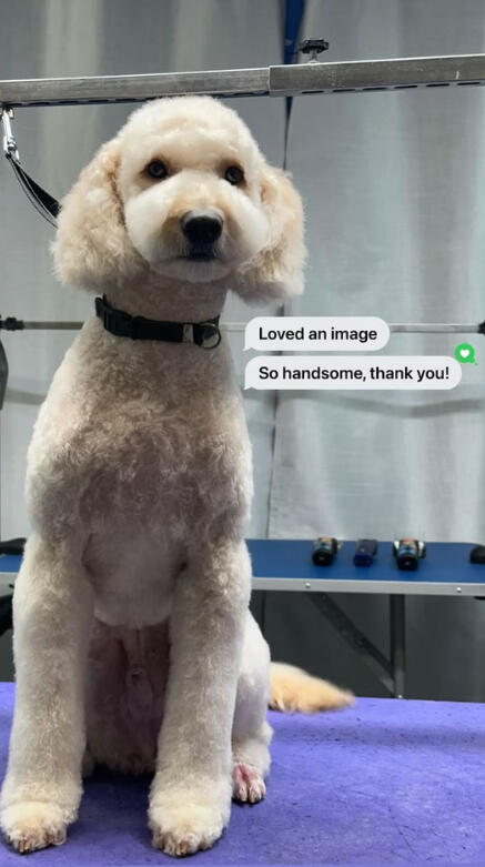 Doodle groomed at Lapa Dog Grooming Port Coquitlam, happy client review