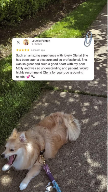 Pom Pom Molly groomed at Lapa Dog Grooming Port Coquitlam, happy client review