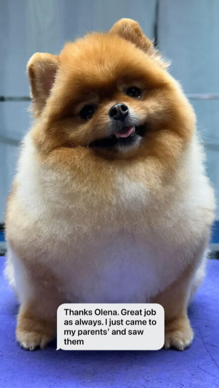 Pomeranian groomed at Lapa Dog Grooming Port Coquitlam, happy client review